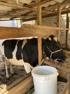 Ota va ogil porno Boshida plastik torva bilan BDSM