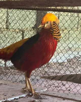Oltin qirg‘ovullar, voyaga yetgan erkak va urg‘ochi 1