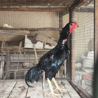 Dakan xoʻroz . Zotdor 1