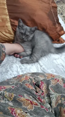 Скотч страйт 2 ойлик 1