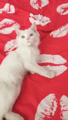 mushuk sotiladi zotdor erkak 5oylik namangan 1