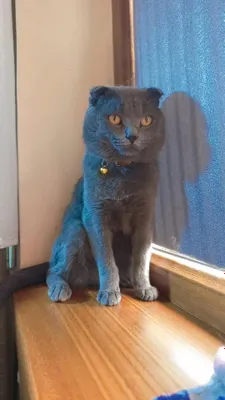 Скоттиш фолд мушук сотилади 1