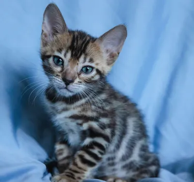 Bengal mushukchalari 1