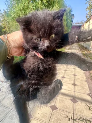 Похожи на британцев , 1 месяц, котята 1