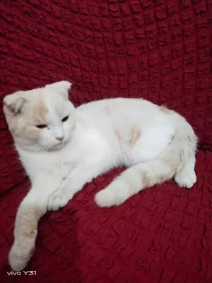 Scottish fold Narxi: 70$ 1