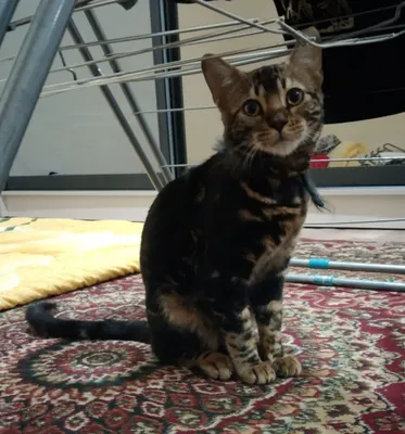 Бенгальский кот, мальчик 1
