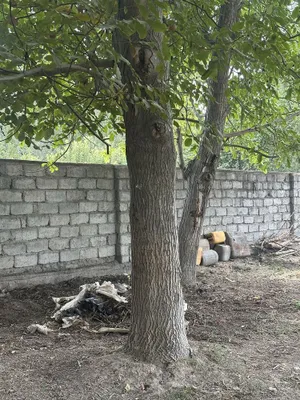 Продаётся ореховое дерево