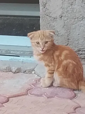 Chiroyli mushuk sariq rangli 1