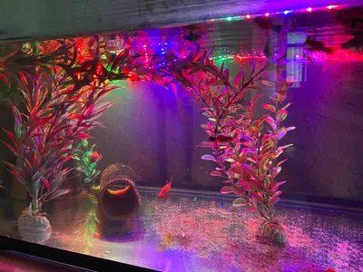 Akvarium baliqlari bilan sotiladi 1