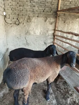 Qoʻchqorlar sotiladi 1