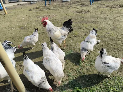 Продаются яйца адлерской серебристой породы 1