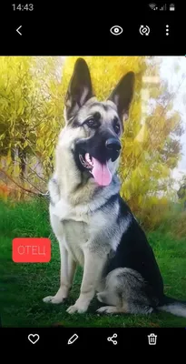 Восточно европейская овчарка 1