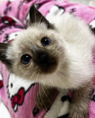 сиамские котята 1
