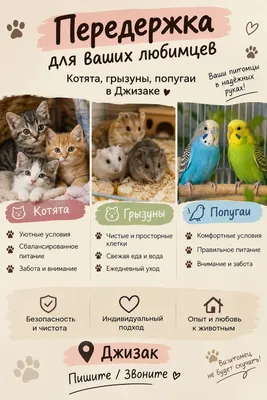 передержка грызунов, попугаев, котят.