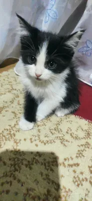mushukcha sotiladi 1 yarim oylik ola qora 1
