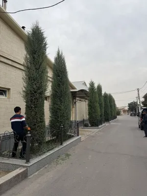 Sarv, archa sotiladi 1