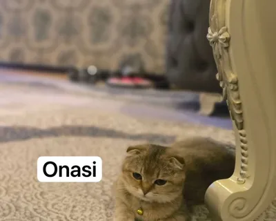 Zalataya shinshilla bolalari 1