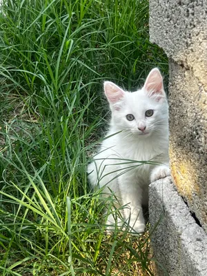 Котята бесплатно 1