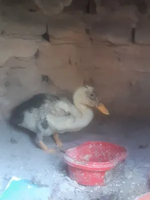 Домашние цыплята 1