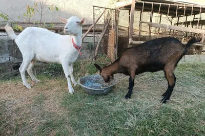 Zanen va mursiana echkilar sotiladi, zanen bir qorin tuqqan, mursiana 1