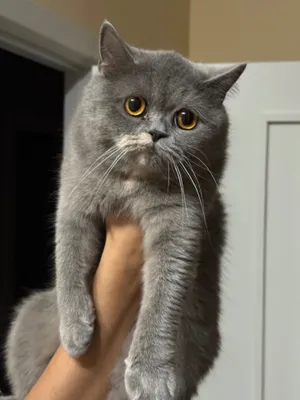 Кошка Шотландской Породы 1