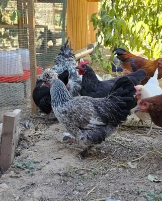 Продаются брамские курицы и петухи возрастом 6–7 месяцев 1