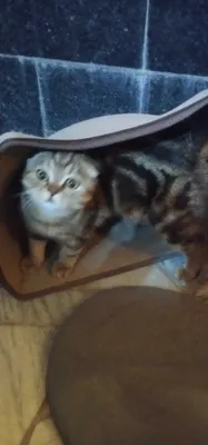 Шотландский вислоухий кот окрас tabby 1