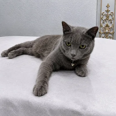 Продаётся Scottish Fold. Возможен торг 1