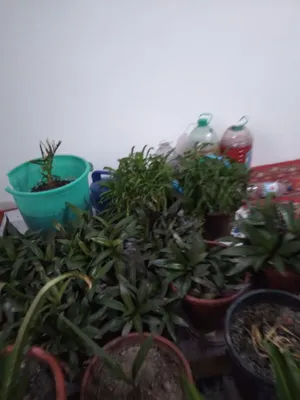 Гуллар цветы домашные хонаTabby òģitlar blan parvarishlangan xona gu 1