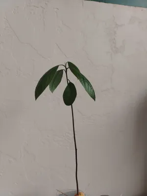 Meksikadan avokado 1