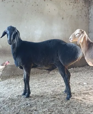 Arashan hisori qo'ylar sotiladi 1