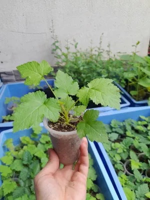 Karamelka Malina ko'chatlari 1