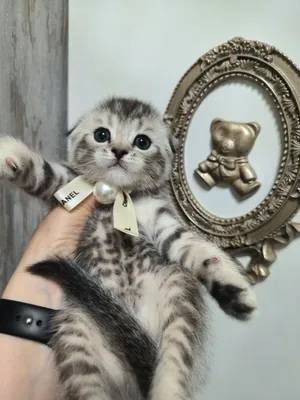 Серебристая шиншилла 1