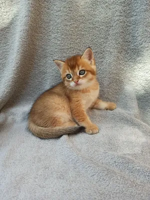 mushukcha scottish fold 1