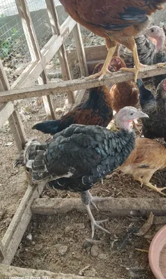 Parrandalar, Курица 1