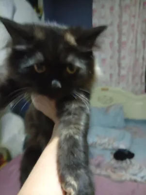 Strayk mushukcha 1