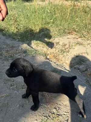 собака кане корсо 1