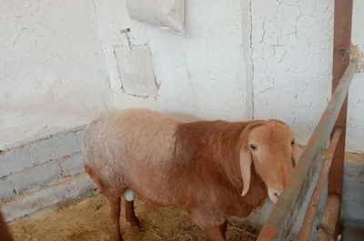 Arashan Qochqorimiz sotiladi 1