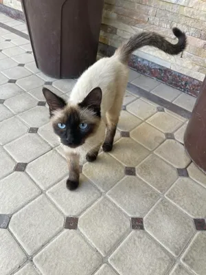 Mushukga qarang va undan spermani iching