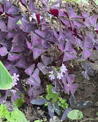 Binafsha tradeskansiya (Tradescantia pallida)