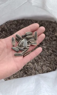 Продаются семечки из Китая 1