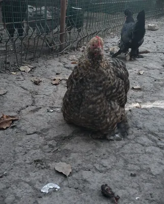 Ikkita yapon tovuq biri choynak ikkalasini ham zoti toza 1