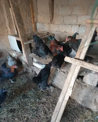 Продаются куры, начали нестись 1