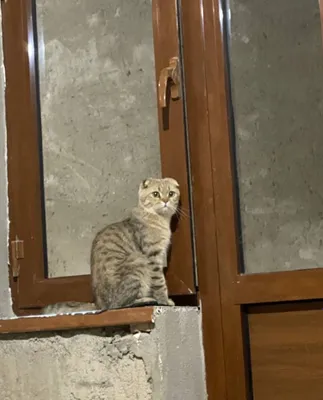 Шотландская вислоухая кошка 1