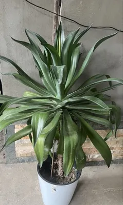 Xushbo‘y dratsena 1