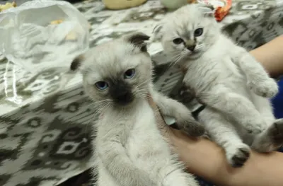 Siam mushuklari, eshkakquloq, erkak va urg‘ochi 1