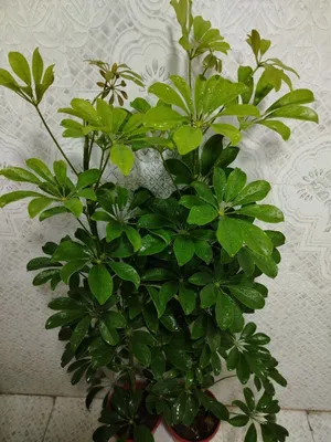 Продаётся цветы, Honaki gullar sotiladi 1