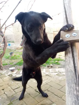 - Игровая собачка Labrador Retriever 1