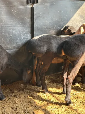 xisori qo'ylar sotiladi srochna 7