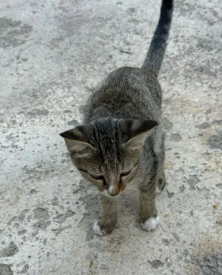 mushuk bolalari 1